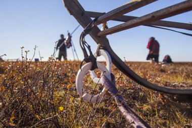 Otlak ren geyikleri, ren geyikleri için kızak 