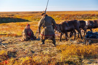 En kuzeyde, Tundra 'da ren geyikleri ren geyiği sürüsü, ren geyiği ailesi.