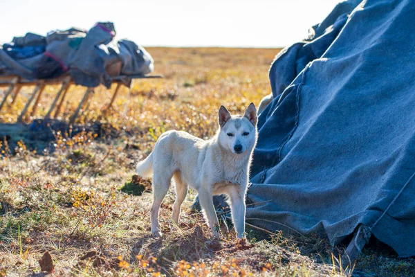 Пухнастий Білий Собака Червоними Плямами Пастуший Помічник Півночі Тундри Собака — стокове фото