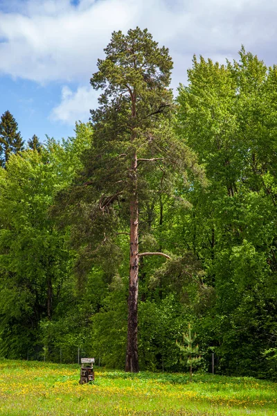 Pino Solitario Frente Bosque Hoja Caduca Abeto Caucásico Coníferas Raras — Foto de Stock