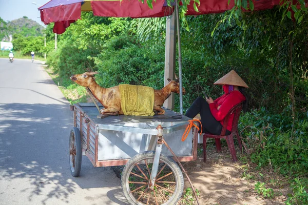 Ninh Binh Vietnam Kızarmış Keçi Leşi Yollarda Satıldı — Stok fotoğraf