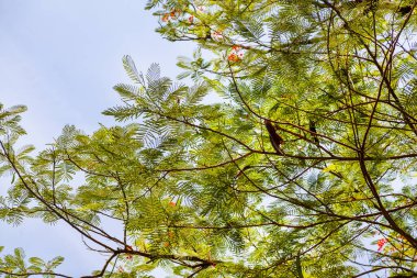Ağaçta dallardan oluşan güzel bir taç, güneş ışığının karşısında.