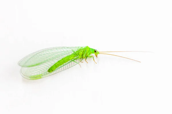 Groene Sprinkhaan Met Vleugels Witte Achtergrond — Stockfoto