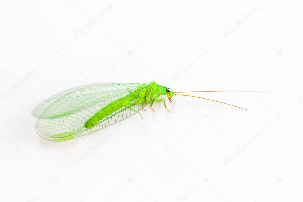 Green grasshopper with wings on white background.