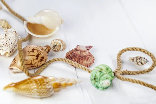 Summer Vacation Concept Sea Shells Rope White Wooden Background Copy — Stock Photo, Image