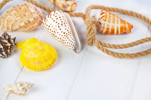 Summer Vacation Concept Sea Shells Rope White Wooden Background Copy — Stock Photo, Image