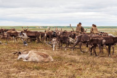 En kuzeyde Yamal, Tundra 'da ren geyiği ren geyiği, Nenets' in otlağında geyik koşumu.