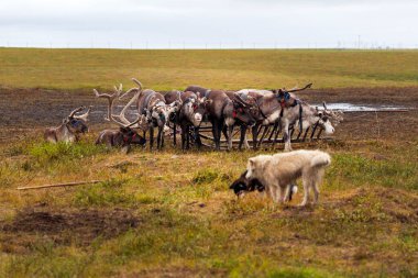 En kuzeyde Yamal, Tundra 'da ren geyiği ren geyiği, Nenets' in otlağında geyik koşumu.