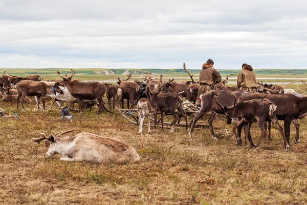 En kuzeyde Yamal, Tundra 'da ren geyiği ren geyiği, Nenets' in otlağında geyik koşumu.