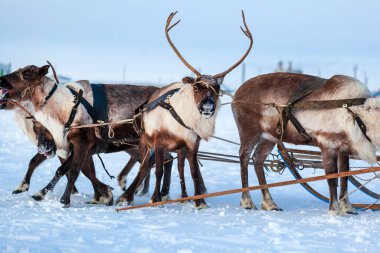 Kuzeyde Yamal Yarımadası, Tundra 'da ren geyiği geyiği, geyik koşumu, Nenet otlağı, kış havasında ren geyiği sürüsü.