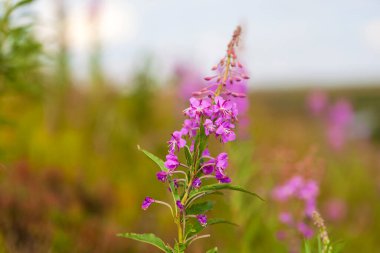 Orman-tundra, Enfeksiyon, IVAN-çay (Chamerion angustifolium)