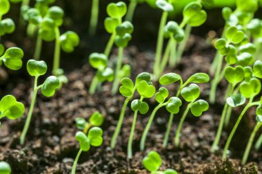 Bahçıvanlık ve bitki yetiştirme. Ekoloji. Saksıdaki tohumlar. Küçük fidanlar ekme hazırlıkları, pencerenin kenarına saksı tohumları, yakın plan..
