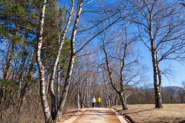 Orman çam ormanı, seçici odak, ormandaki patika