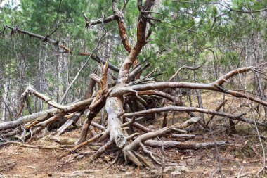 Çam ormanı, ormandaki büyük devrilmiş ağaç, büyük bir çam ağacının güzel kökleri, büyük ve güzel bir ağacın eski kütüğü.