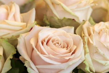 Büyük bir buket beyaz gül yaklaş.