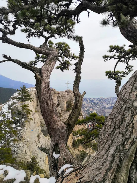 Bir Dağ Zirvesinin Kenarında Güzel Bir Çam Ağacı Yangından Sonra — Stok fotoğraf