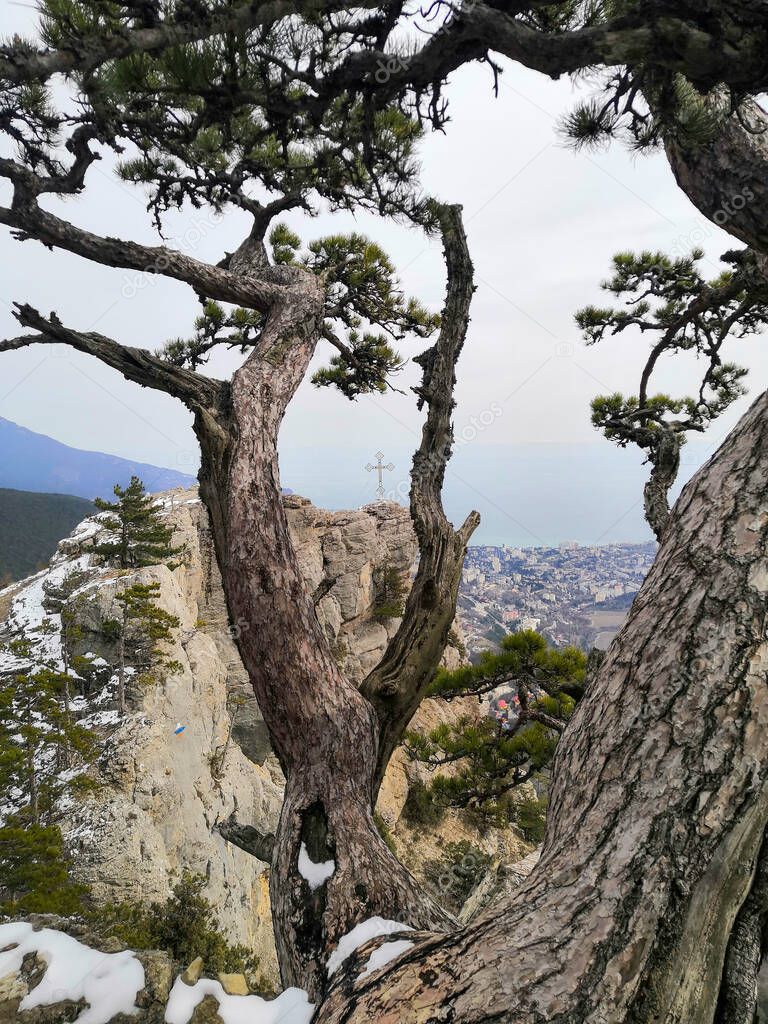 Beautiful branchy pine tree on the edge of a mountain peak. Dry dead beautiful bare tree after fire in green yellow grass, forest on slope of mountain.  Siberia nature foggy landscape. Ecology tragedy