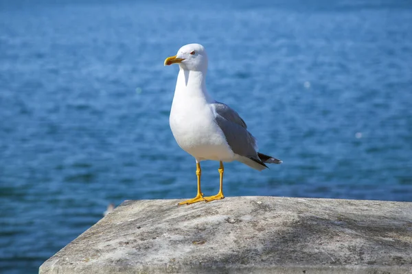 Seagull Close Standing Seaside Rock Turning Its Head Camera — Stock Photo, Image