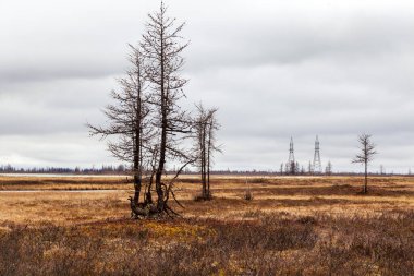 Ormanın bahar manzarası, nehir kıyısı, kuş bakışı, kutup dairesi, tundra. Güzel tundra manzarası