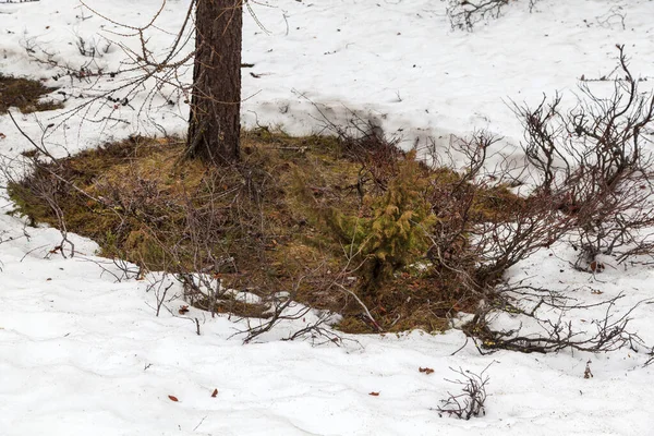 森林の春の風景 ツンドラ 川の銀行 鳥の目のビュー 北極圏 ツンドラ ツンドラの美しい風景 — ストック写真