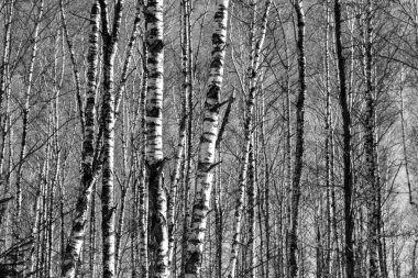 Birch korusu güneşli bir bahar gününde, manzara afişi, büyük bir manzara, siyah-beyaz