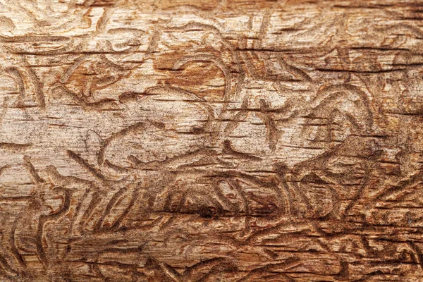 wooden background with patterns from wood beetles, hieroglyphs on a blackboard. Spruce bark with pattern from bark beetles (Ips Typographus).