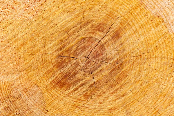 木の幹や植物を切り取り幹の輪の上の木の年齢を調べ — ストック写真