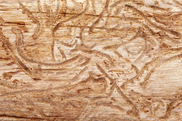 木の甲虫の模様や黒板の象形文字などの木の背景です 樹皮からのパターンで樹皮を発芽させるカブトムシ Ips Typograpus — ストック写真