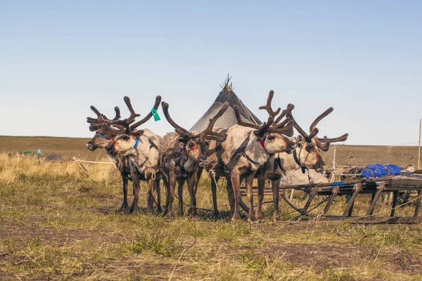 Tundra Extrême Nord Extrême Nord Rennes Dans Toundra Harnais Cerfs — Photo