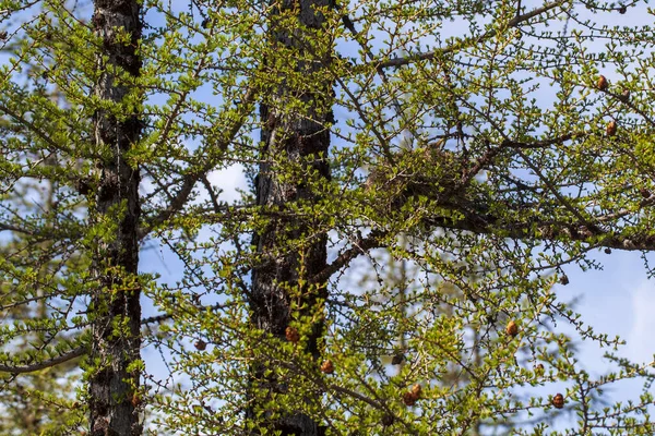 Nido Halcón Peregrino Árbol — Foto de Stock