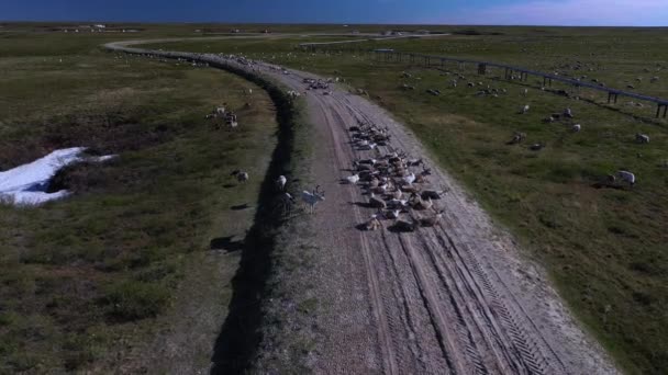 Nagranie Ekstremalna Północ Renifery Zbliżają Się Siebie Widok Powietrza — Wideo stockowe