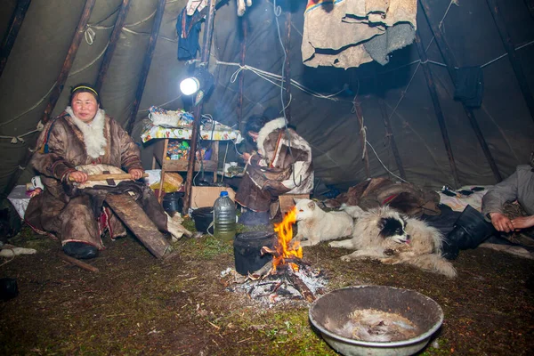 Toundra Extrême Nord Yamal Pâturage Des Nenets Habitation Des Peuples — Photo