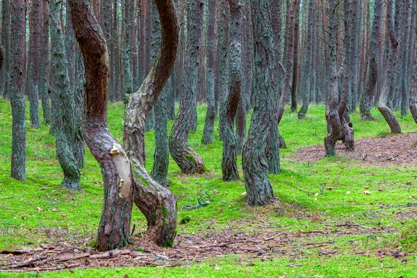 Сосновый Лес Изогнутыми Стволами Различной Формы Танцующий Лес Каширской Косе — стоковое фото