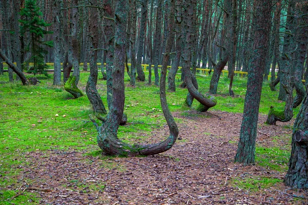 Floresta Pinheiros Com Troncos Curvos Várias Formas Floresta Dançante Cuspo — Fotografia de Stock