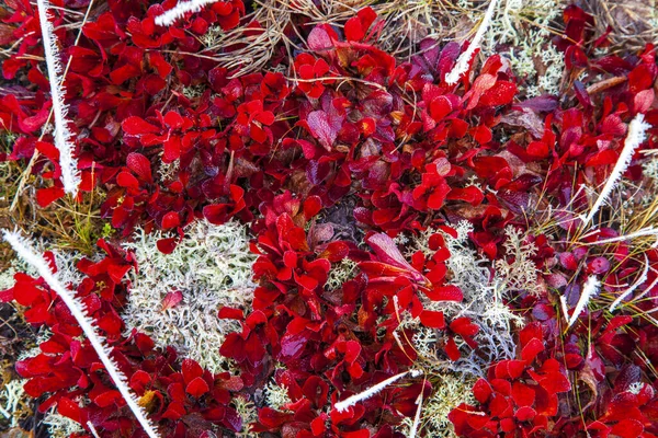 tundra sonbahar, yosun arka plan üzerinde kırmızı yaprakları