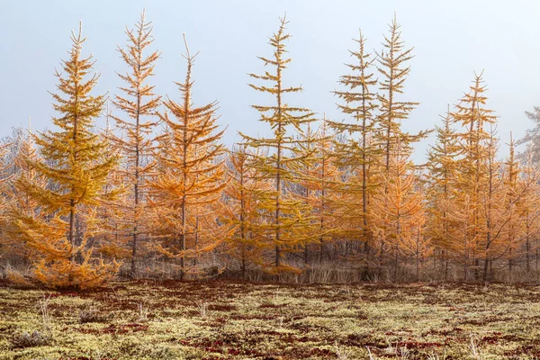 Красивый Осенний Пейзаж Мороз Ветвях Деревьев Первый Снег Лесная Тундра — стоковое фото