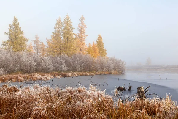 Beautiful Autumn Landscape Frost Branches Trees First Snow Forest Tundra — Stock Photo, Image