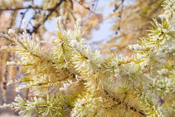 Bellissimo Paesaggio Autunnale Gelo Sui Rami Degli Alberi Prima Neve — Foto Stock