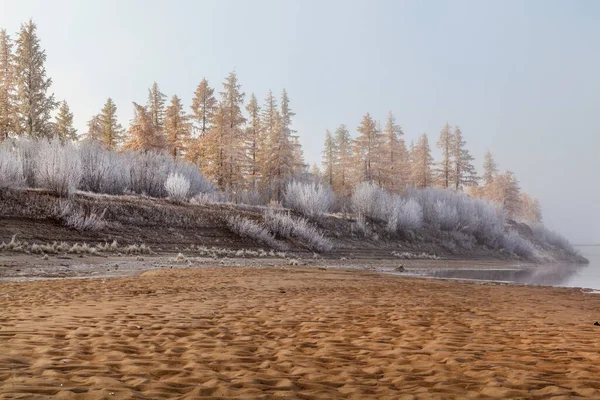 Beautiful Autumn Landscape Frost Branches Trees First Snow Forest Tundra — Stock Photo, Image