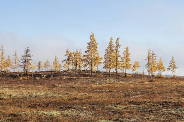 Beau Paysage Automne Gelée Sur Les Branches Des Arbres Première — Photo