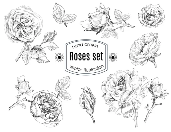 Grafisches Set Rose — Stockvektor