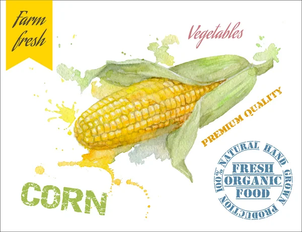 Kukorica akvarell banner — Stock Vector