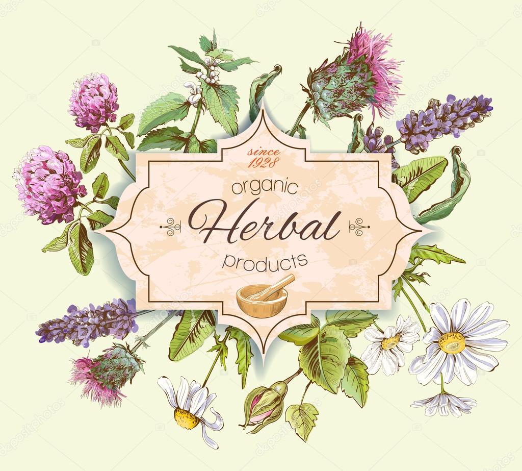 Vector vintage banner with wild flowers and medicinal herbs. Design for cosmetics, store, beauty salon, natural and organic, health care products.Can be used like a logo design