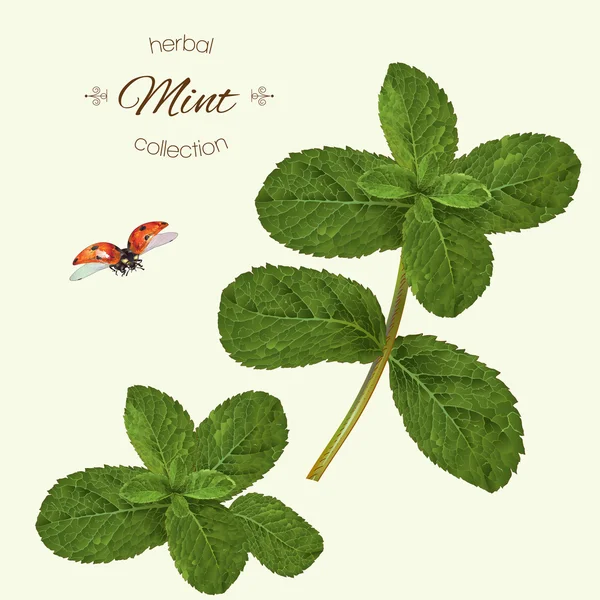 Illustration réaliste de la menthe — Image vectorielle