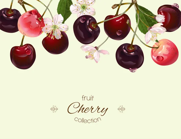 Banner de cereza vectorial . — Vector de stock