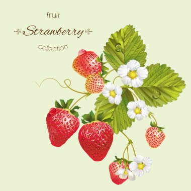 Çilek gerçekçi çizimi