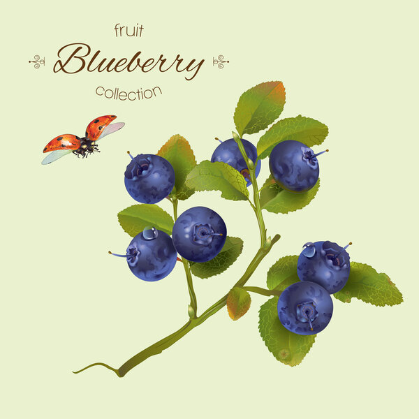 Realistic illustration of blueberry