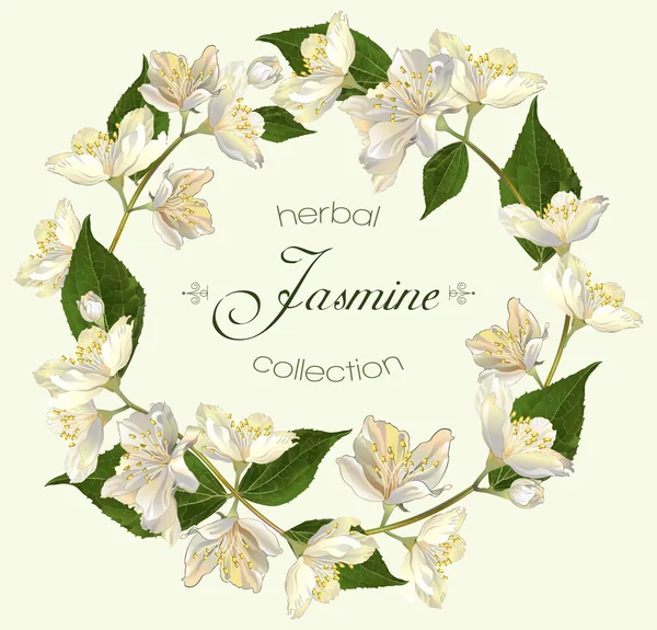 Jázmin virágok banner — Stock Vector