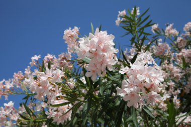 Zakkum bush karşı güneş mavi gökyüzünde çiçekli