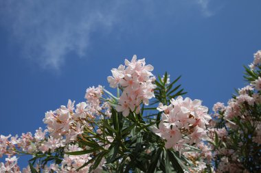 Zakkum bush karşı güneş mavi gökyüzünde çiçekli